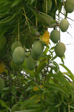 Nanday Parakeets